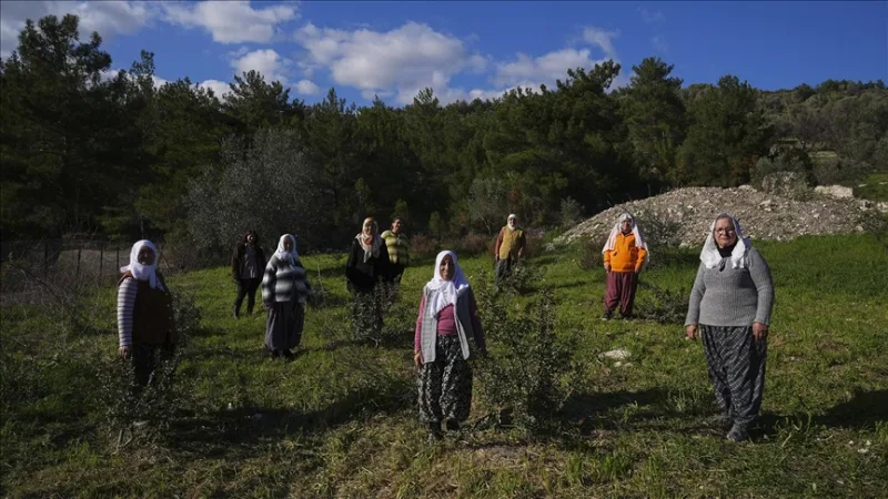 A félsziget asszonyai újjáélesztették természeti örökségüket, a masztixfát.
